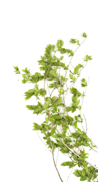 istock Spring branches with young leaves  isolated on white background. 1394345654
