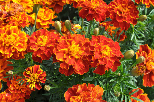 istock Blossom bushes marigold (tagetes) 1394345744