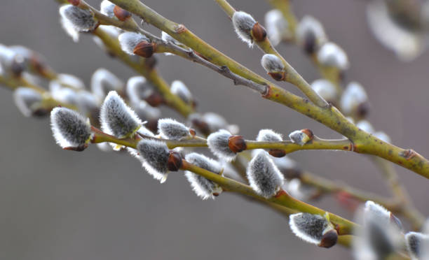 blühender weidenzweig (salix caprea) - goat willow stock-fotos und bilder