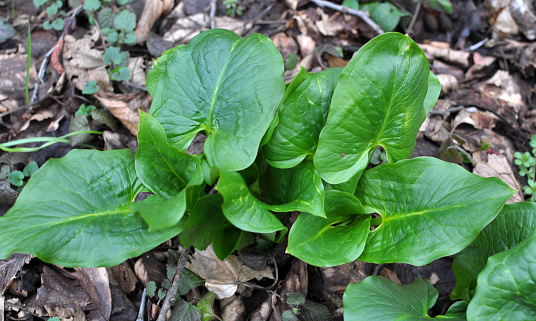 Arum (Arum besserianum) grows in the forest in early spring.