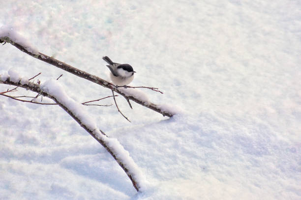 istock Willow tit (Poecile montanus) sitting on a snowy twig 1394345844