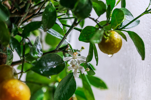 Beautiful white flower on a tangerine tree. Ripe fruits on a citrus tree with dew drops close-up on a window background. Horizontal photo of nature. Indoor fruit plants.
