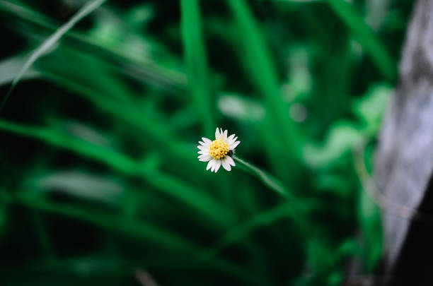 istock beautiful nature in deep forest 1394347504