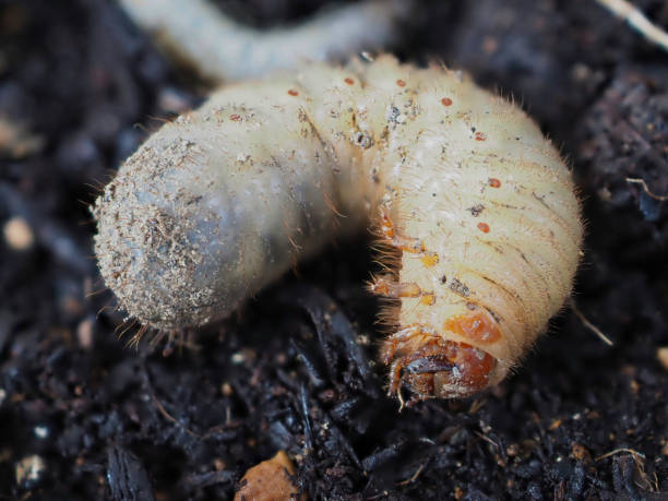 istock Larvae of the beetle 1394347803