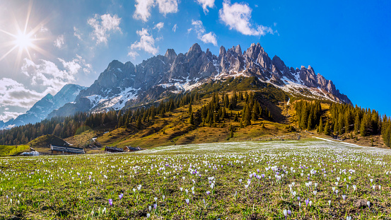 Idyllic mountain scenery in the Alps with blooming meadows in springtime, crocus growing in the grass
