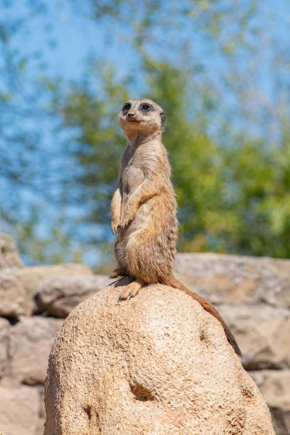 istock Meerkat, suricata suricatta or suricate 1394349755
