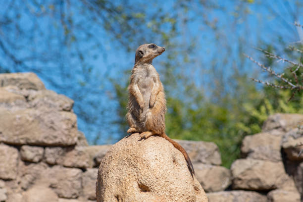 istock Meerkat, suricata suricatta or suricate 1394349829