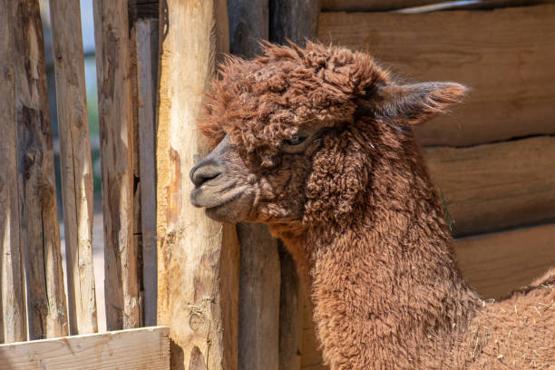 istock Beautiful red Alpaca or Lama pacos 1394350596