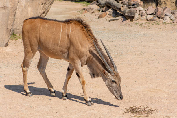 istock Common eland bull or antelope 1394350854