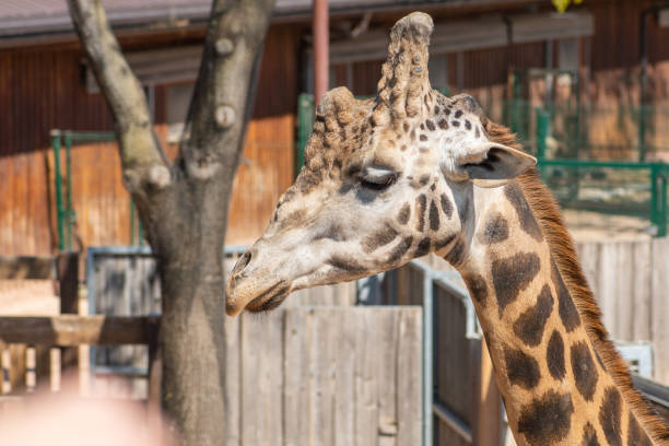 istock Giraffe in a zoo or national park 1394352673