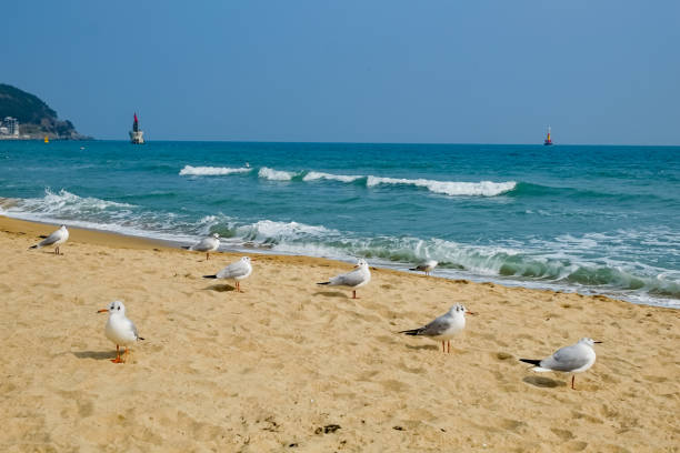 Seagull on the Black Sea Coast in Bulgaria