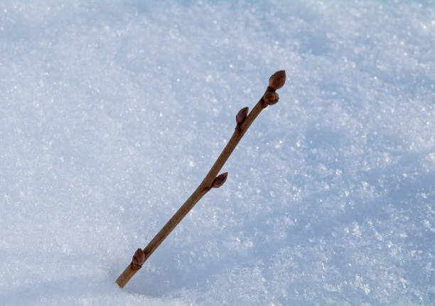 istock A currant branch agains the snow. 1394354356