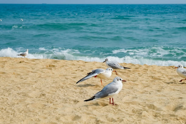 istock Seagull on the beach in busan,south korea 1394354371