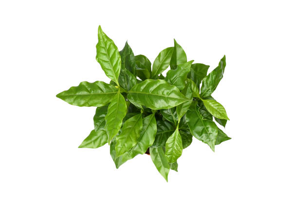 Top view, young fresh coffee plant  on white background isolated and  clipping path. The aribian coffee tree stock photo