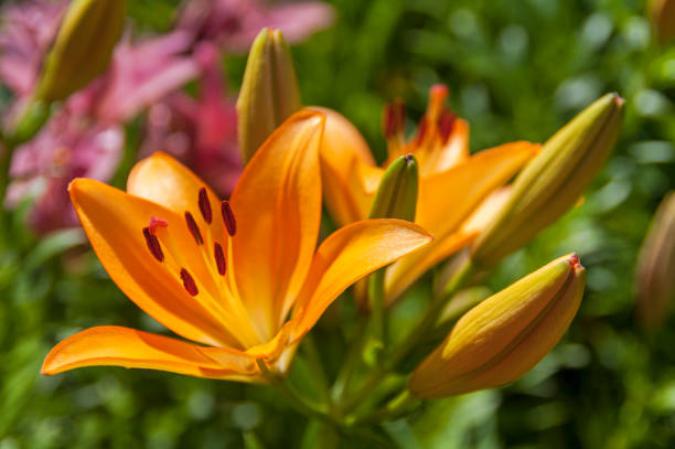 istock Beautiful flowering lilies 1394354507