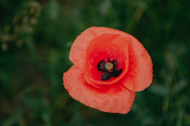 istock Beautiful red poppies in the cornfield 1394354660