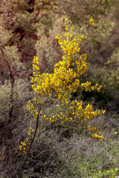 istock Flowering bush (Calicotome villosa) close-up.