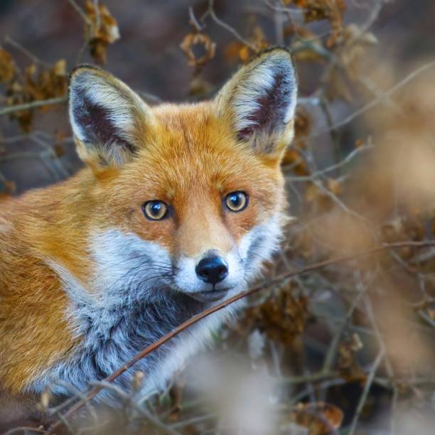 istock Urban fox with beautiful eyes 1394356624