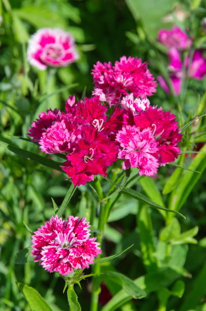 istock Chinese flowering carnation (Lat. Dianthus chinensis) 1394356826