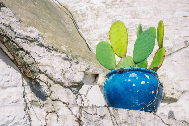 Big blue ceramic vase or pot with cactus on the roof of beautiful Trulli or Trullo house, traditional Apulian dry stone hut with a conical white roof and old dry stone walls in Puglia, Italy