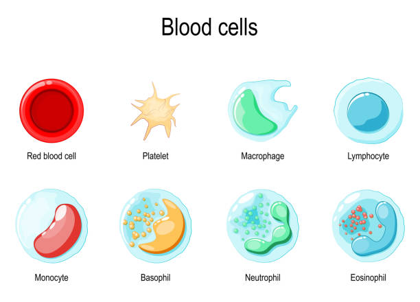 ilustrações, clipart, desenhos animados e ícones de glóbulos vermelhos e glóbulos brancos - immune cell