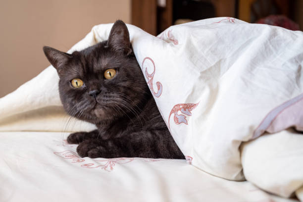 istock funny cat sleeps on the bed, peeking out from under the blanket 1394358673