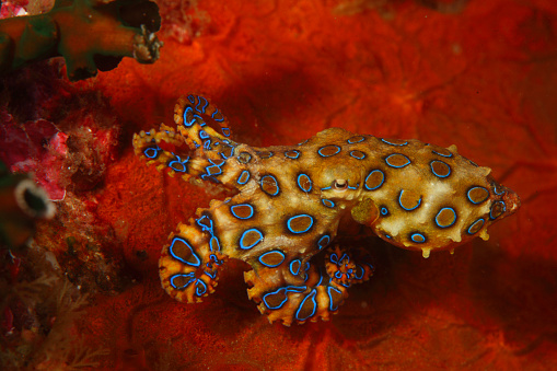 Blue-ringed octopus highly venomous species ,that are found in tide pools and coral reefs