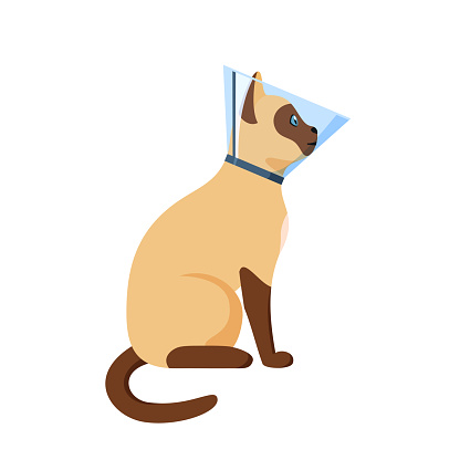 Cat in cone collar, siamese cat wrapped in Elizabethan collar, protection from licking for pet after treatment, cone of shame, vector illustration