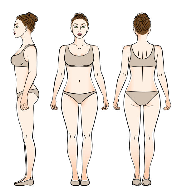 kobiece ciało w bieliźnie widok z przodu, z boku i z tyłu. - rear view people white background elegance stock illustrations