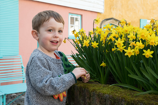 Portrait of happy young boy (2 years 10 months) outdoors in garden next to yellow daffodils