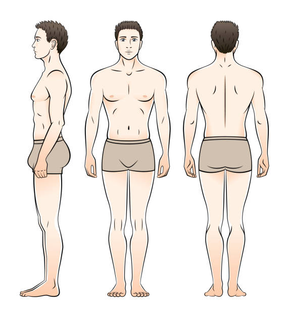 ilustraciones, imágenes clip art, dibujos animados e iconos de stock de un hombre en ropa interior se ve desde el frente, el costado y la espalda. - torso