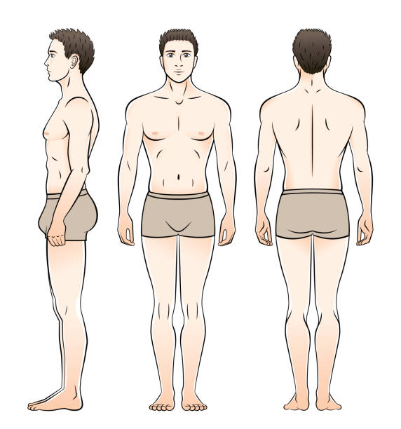 ilustrações de stock, clip art, desenhos animados e ícones de a man in underwear is seen from the front, side and back. - torso