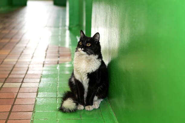 Cat portrait. Dirty homeless cat with big yellow eyes found shelter in a green corridor Cat portrait. Dirty homeless cat with big yellow eyes found shelter in a green corridor. pics for cat staring at wall stock pictures, royalty-free photos & images