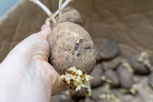 sprouted potato tubers in hand close-up, improper storage of vegetables