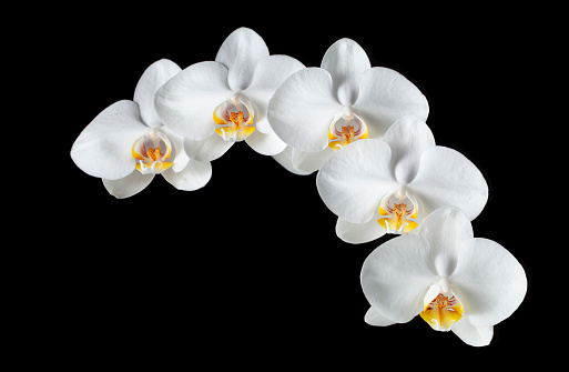 White orchid isolated on black background.