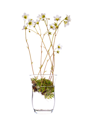 Mossy Saxifrage (Saxifraga arendsii) in a glass vase with water