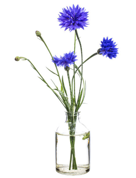 istock Centaurea cyanus  (cornflower) in a glass vessel on a white background 1394375255