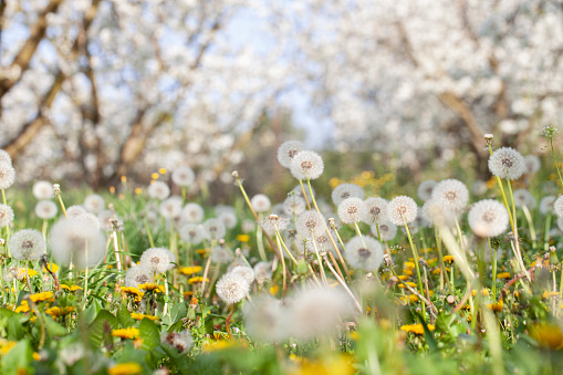 Fluffy white dandelions in a field. Cherry blossom background.