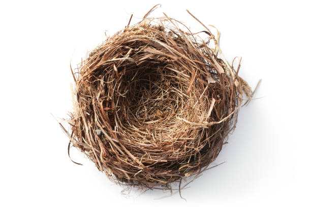 둥지 - birdhouse birds nest animal nest house 뉴스 사진 이미지