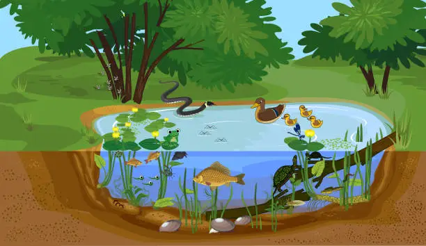 Vector illustration of Ecosystem of pond with different animals (birds, insects, reptiles, fishes, amphibians) in their natural habitat. Schema of pond ecosystem structure for biology lessons