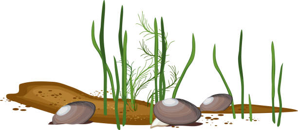unterwasser-flusslandschaft mit grünalgen und muschelmollusken isoliert auf weißem hintergrund - süßwasser stock-grafiken, -clipart, -cartoons und -symbole