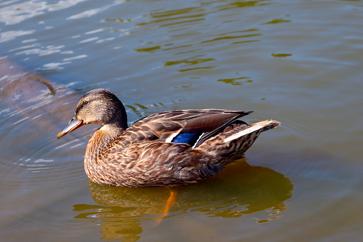 A beautiful wild duck swims in the lake. Wildlife