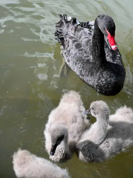 black swan in pond close up with babyswans