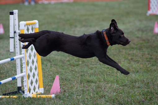 Labrador Retriever competing in an agility competition
