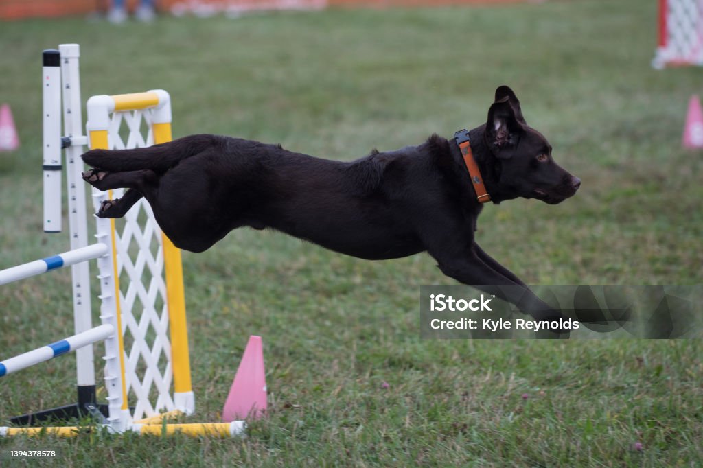 Black lab jumping hurdles Labrador Retriever competing in an agility competition Competition Stock Photo