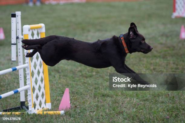 Black Lab Jumping Hurdles Stock Photo - Download Image Now - Competition, Agility, Color Image