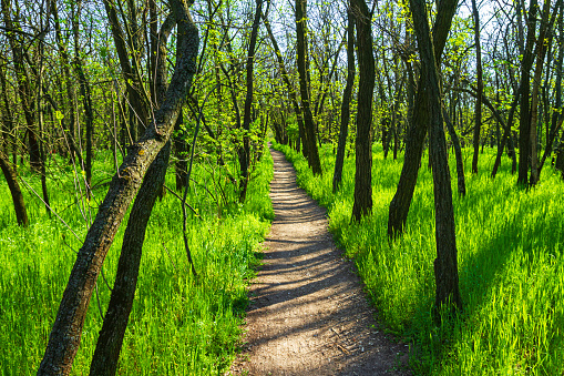 Spring landscape - view of a narrow forest path through tall fresh grass in the sunshine