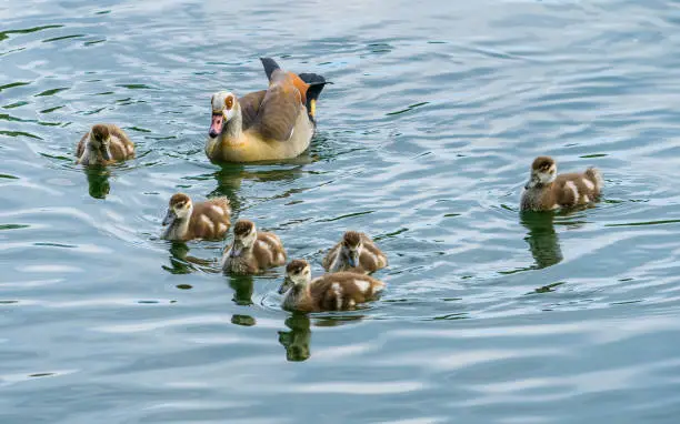 Egyptian goose with goslings swimming on lake, waterbird family, reflections in water
