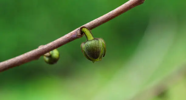 Young dark-green buds flower of Asimina triloba or pawpaw in spring garden against green blurred backdrop. Spring concept of waking up nature. Freshness and beginning of new life