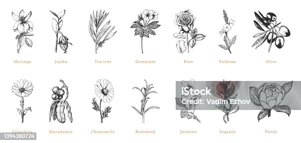 istock Cosmetic and pharmaceutical herbs, hand drawn illustrations. Officinalis plant sketches in vector, design elements. Botanical drawings in engraving style. 1394380724